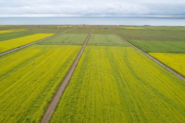Çin 'deki Qinghai Gölü' nün göl kenarında açan sarı Cole çiçeklerinin hava manzarası.