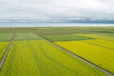 Çin 'deki Qinghai Gölü' nün göl kenarında açan sarı Cole çiçeklerinin hava manzarası.