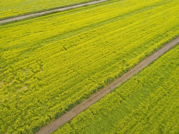 Повітряний Вид Жовтих Квіток Цвітуть Озері Цинхай Китай — стокове фото