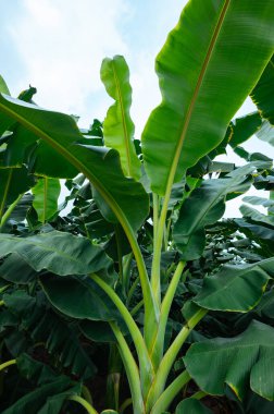 Tarlada yetişen yeşil muz ağaçları