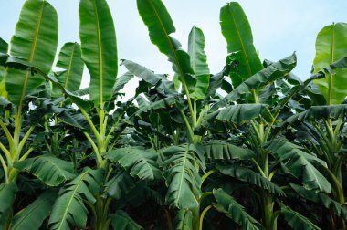Tarlada yetişen yeşil muz ağaçları