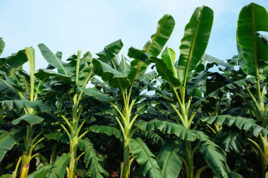 Tarlada yetişen yeşil muz ağaçları