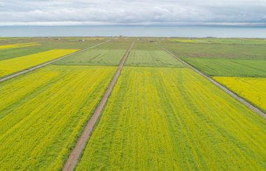 Çin 'deki Qinghai Gölü' nün göl kenarında açan sarı Cole çiçeklerinin hava manzarası.