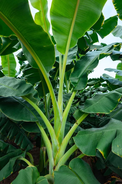 Zelené Banány Rostoucí Poli — Stock fotografie