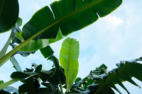 Bananeiras Verdes Que Crescem Campo — Fotografia de Stock