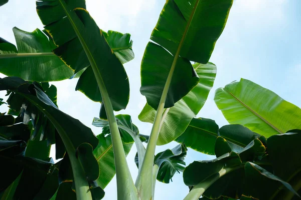 Bananeiras Verdes Que Crescem Campo — Fotografia de Stock