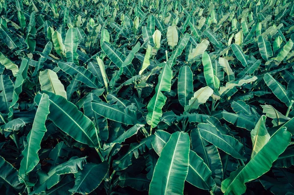 Veduta Aerea Degli Alberi Banane Che Crescono Sul Campo — Foto Stock