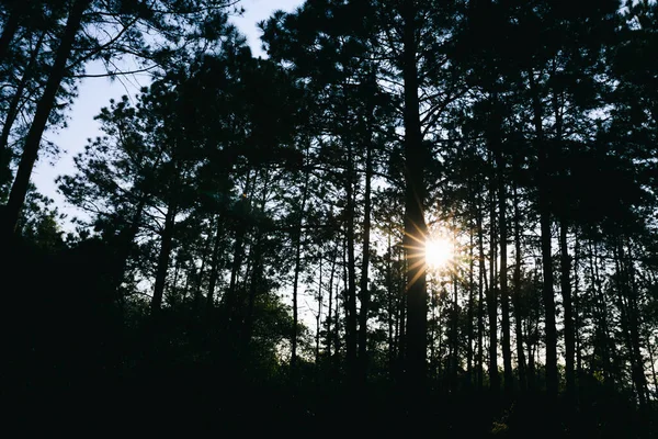 Pôr Sol Através Árvores Floresta — Fotografia de Stock