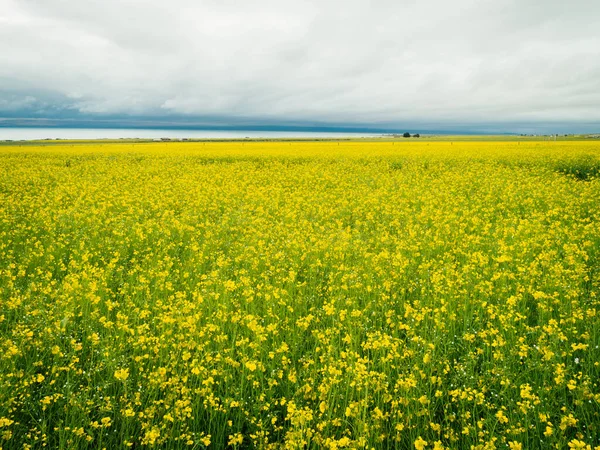 Veduta Aerea Fiori Cole Gialli Che Fioriscono Sul Lungolago Del — Foto Stock