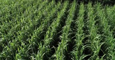 Tarlada büyüyen şeker kamışı bitkilerinin havadan görünüşü