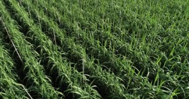 Tarlada büyüyen şeker kamışı bitkilerinin havadan görünüşü