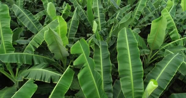 畑で育つ緑のバナナの木 — ストック動画