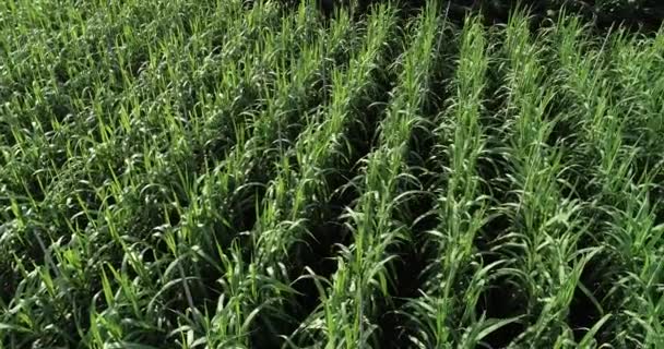 Aerial View Sugarcane Plants Growing Field — Stock Video