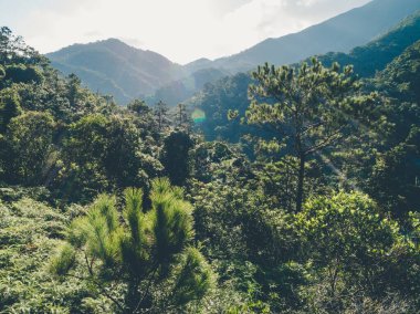 Orman manzarası yaz dağlarında gün doğumunun havadan görüntüsü