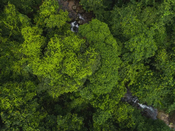 Пышные Зеленые Джунгли Маленькой Речкой Густыми Деревьями Склонах Гор Летнее — стоковое фото