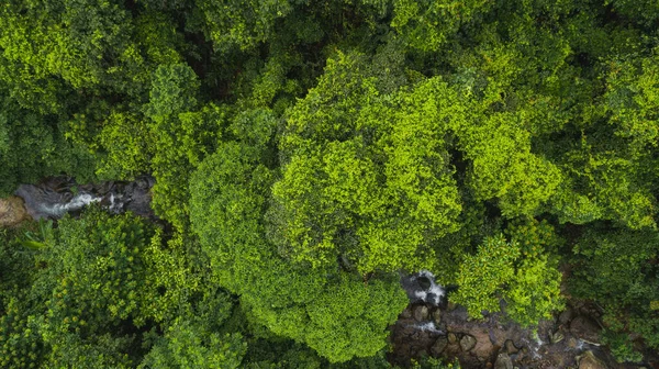 Красиві Пишні Зелені Джунглі Маленькою Річкою Щільними Деревами Тропічних Горах — стокове фото
