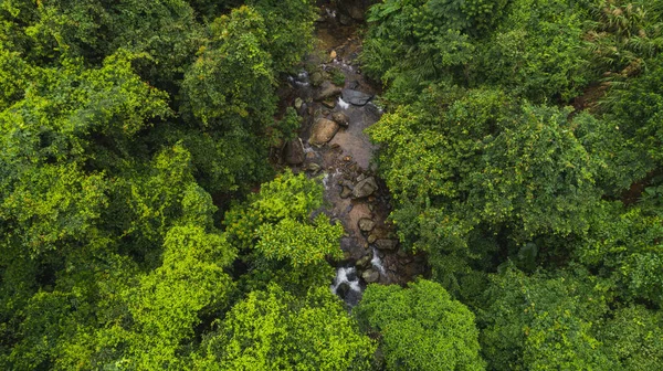 Красиві Пишні Зелені Джунглі Маленькою Річкою Щільними Деревами Тропічних Горах — стокове фото