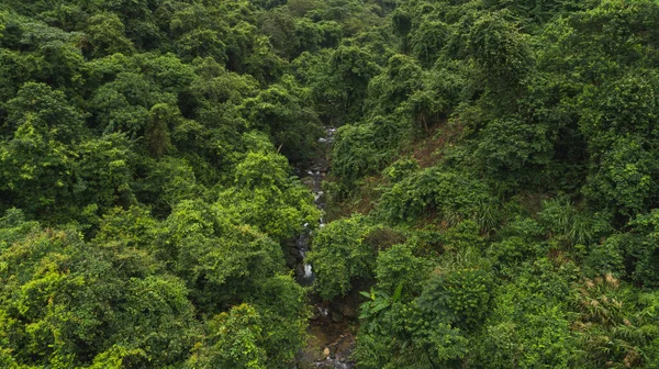 Bela Selva Verde Exuberante Com Pequeno Rio Árvores Densas Montanhas — Fotografia de Stock