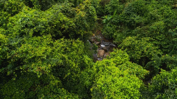 Gyönyörű Buja Zöld Dzsungel Kis Folyóval Sűrű Fák Trópusi Hegyekben — Stock Fotó