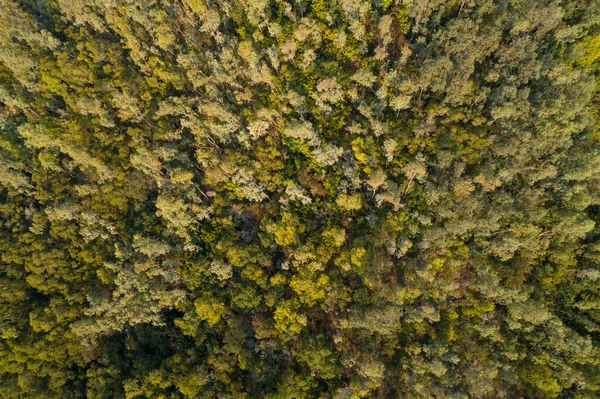 Luftaufnahme Der Waldberglandschaft Der Stadt Shenzhen China — Stockfoto