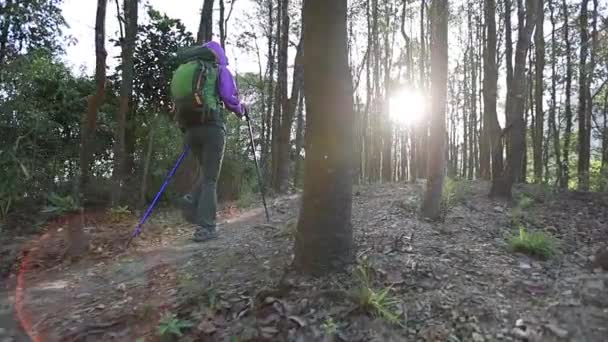 Giovane Donna Con Zaino Escursioni Nella Foresta — Video Stock