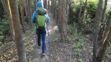 Sırt çantalı genç bir kadın ormanda yürüyüş yapıyor.