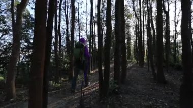 Sırt çantalı genç bir kadın ormanda yürüyüş yapıyor.