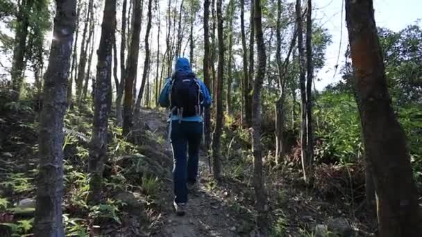 Giovane Donna Con Zaino Escursioni Nella Foresta — Video Stock