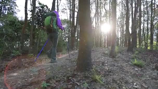 Jonge Vrouw Met Rugzak Wandelen Het Bos — Stockvideo