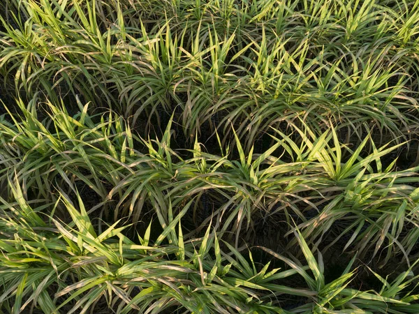 Vista Aérea Plantas Cana Açúcar Crescendo Campo — Fotografia de Stock