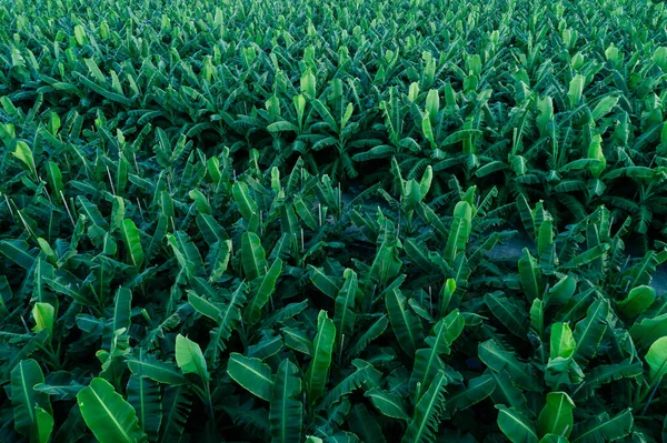 Vista Aérea Das Bananeiras Que Crescem Campo — Fotografia de Stock