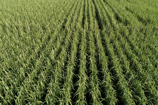 Vista Aérea Plantas Cana Açúcar Crescendo Campo — Fotografia de Stock