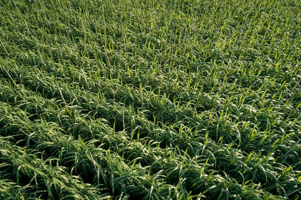 Vista Aérea Plantas Cana Açúcar Crescendo Campo — Fotografia de Stock