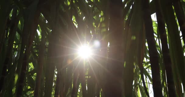 Бамбукові Дерева Ростуть Джунглях — стокове відео
