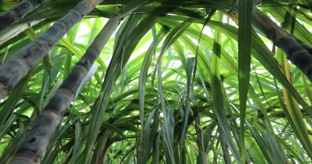 Ormanda Büyüyen Bambu Ağaçları — Stok video