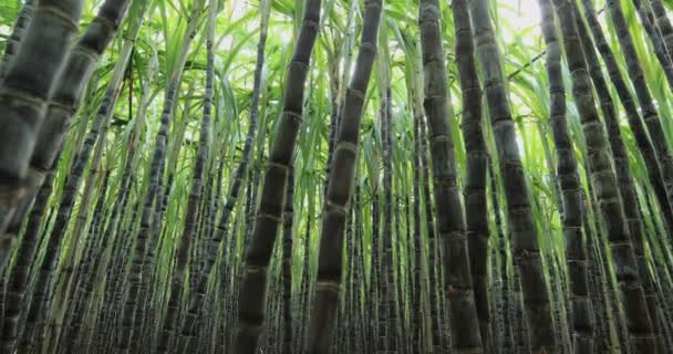 Árvores Bambu Crescendo Selva — Vídeo de Stock