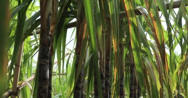 Árvores Bambu Crescendo Selva — Vídeo de Stock