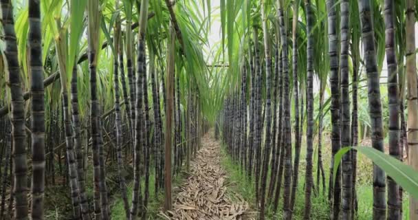 Бамбукові Дерева Ростуть Джунглях — стокове відео
