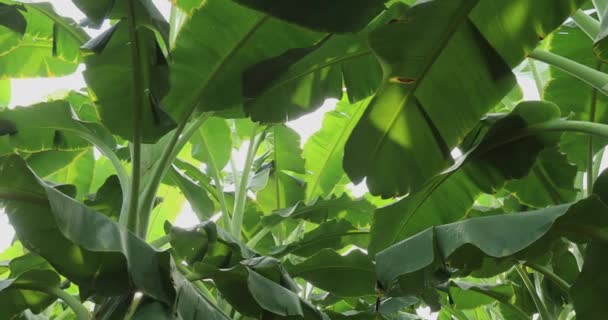 Hojas Verdes Plantas Plátano Flora Concepto Naturaleza — Vídeos de Stock
