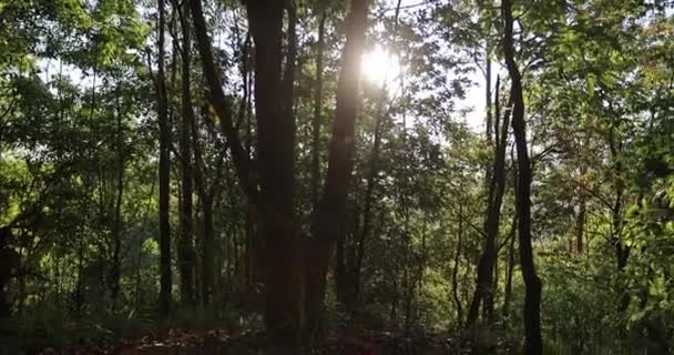 清晨的绿林 — 图库视频影像