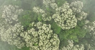 İlkbaharda çiçek açan kastanopsis fissa ağaçlarıyla yeşil ormanın insansız hava görüntüsü