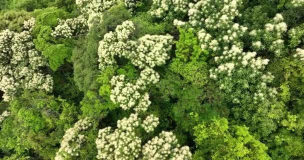 Drone Vue Aérienne Forêt Verte Avec Castanopsis Fissa Fleurs Printemps — Video