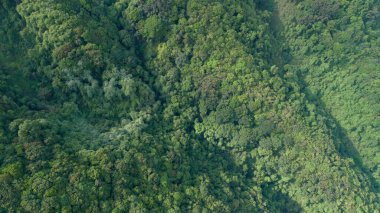 Baharda yeşil ormanın insansız hava görüntüsü