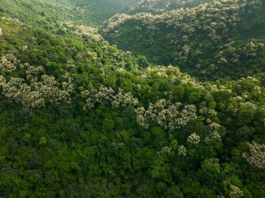 İlkbaharda çiçek açan kastanopsis fissa ağaçlarıyla yeşil ormanın insansız hava görüntüsü