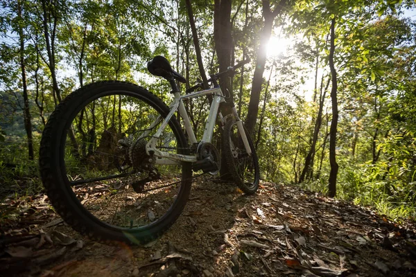 春天森林里的山地自行车 — 图库照片