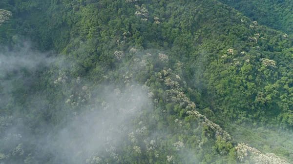 Vista Aérea Drones Del Bosque Verde Con Árboles Castanopsis Fissa — Foto de Stock