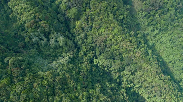 Drone Aerial View Green Forest Spring — Fotografia de Stock