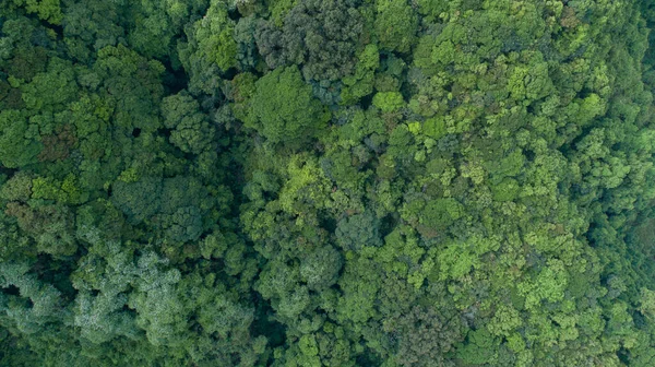 春季绿色森林的无人机鸟瞰 — 图库照片
