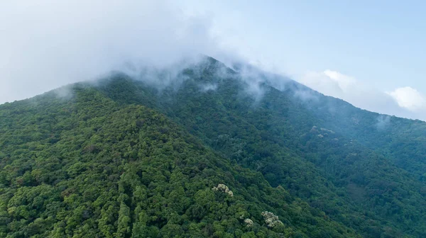 Drone Vista Aérea Floresta Verde Com Floração Castanopsis Fissa Árvores — Fotografia de Stock
