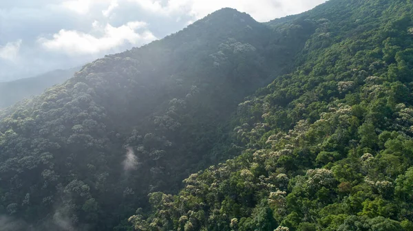 Drone Aerial View Green Forest Flowering Castanopsis Fissa Trees Spring — Stock Photo, Image